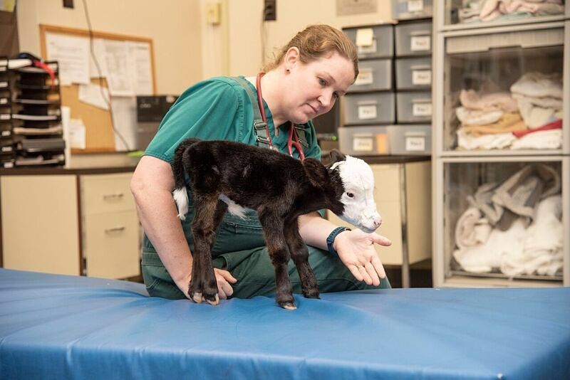 Tiny live calf born in the US weighing just 4.5kg