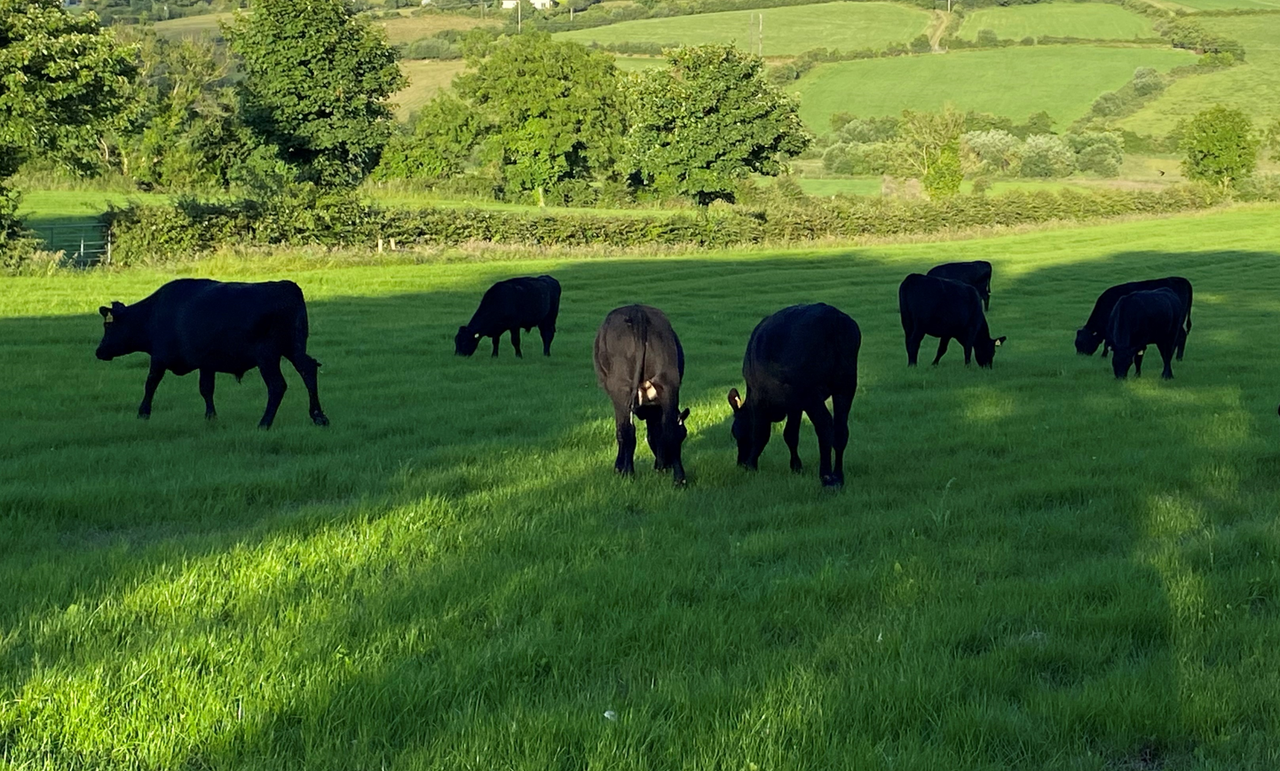 June grass low in minerals with effects seen in livestock