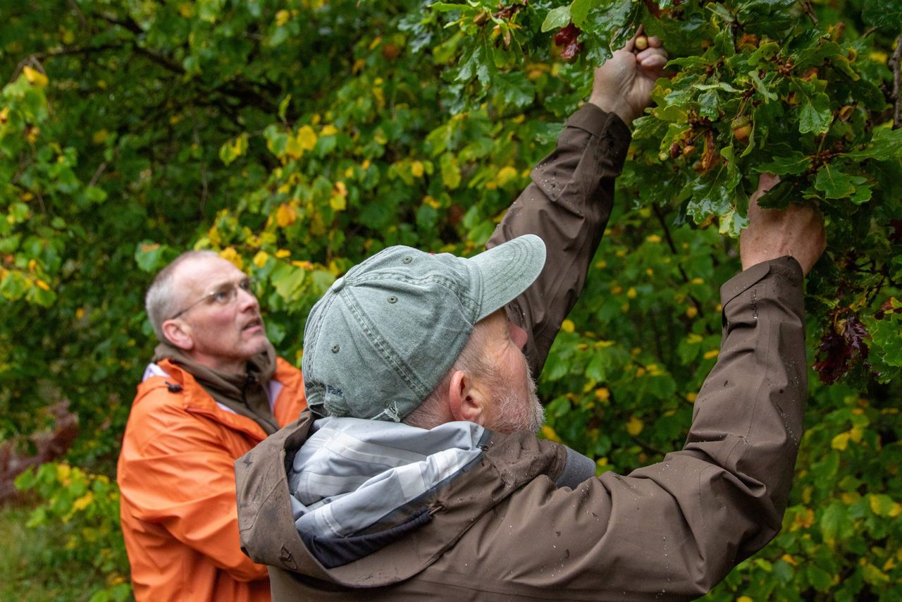How Iceland is learning from Scotland's forestry sector