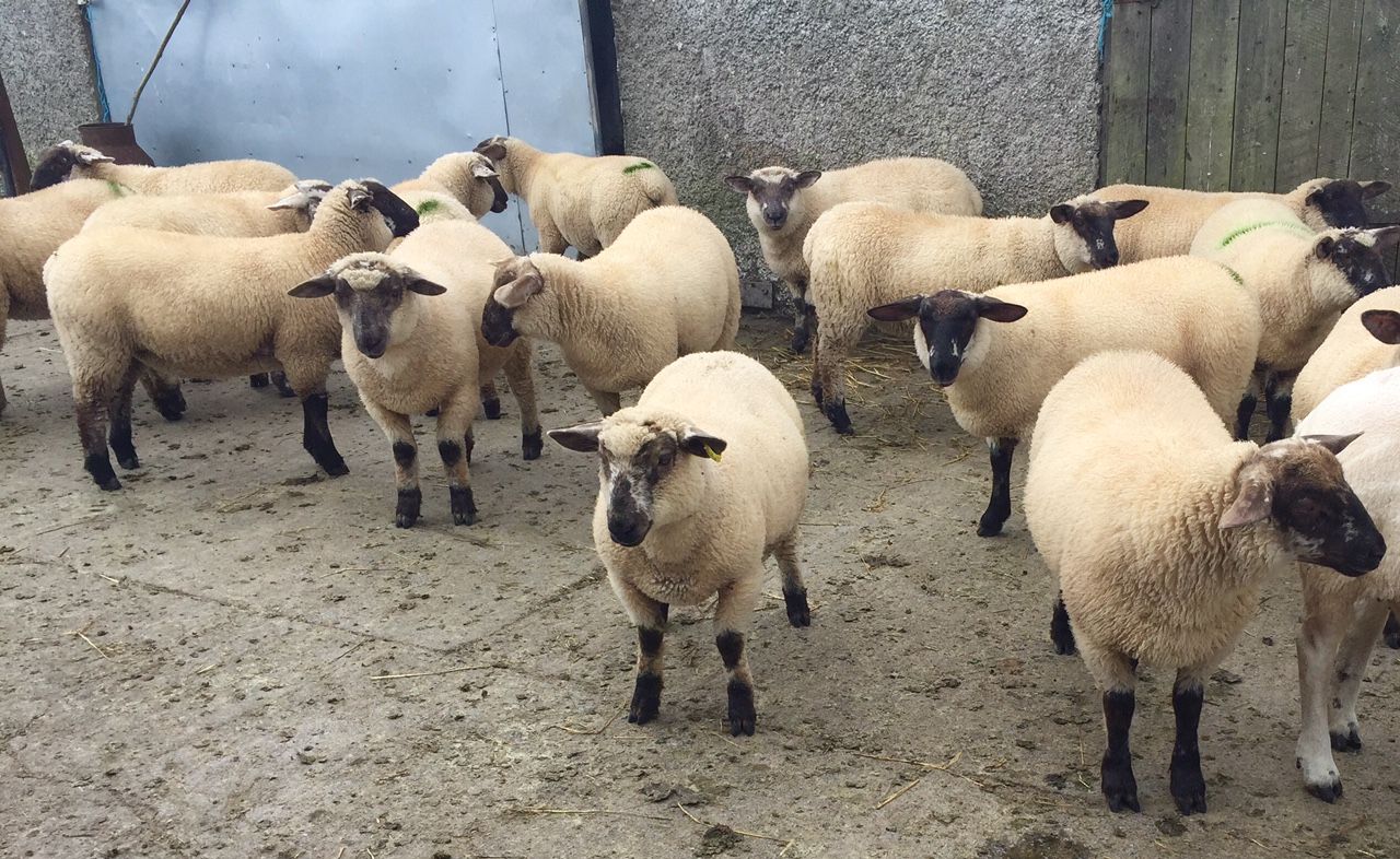 Lamb prices under pressure as trade continues to remain difficult