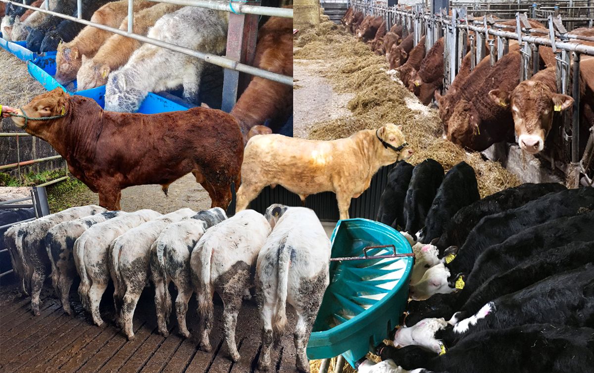 Haystack trading platform: Wide range of livestock now available