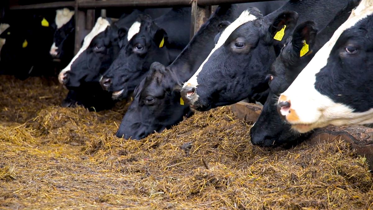 Ensuring adequate minerals &amp; feed to drive winter milk performance