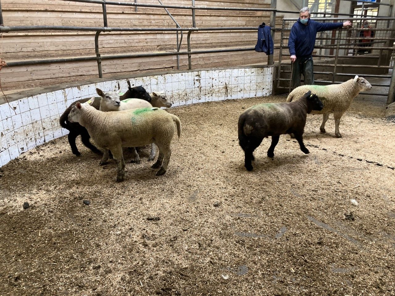 Northern sheep trade: Lamb prices look set to come under pressure
