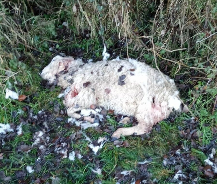Graphic pics: Serious dog attack leaves sheep dead and missing in Kildare