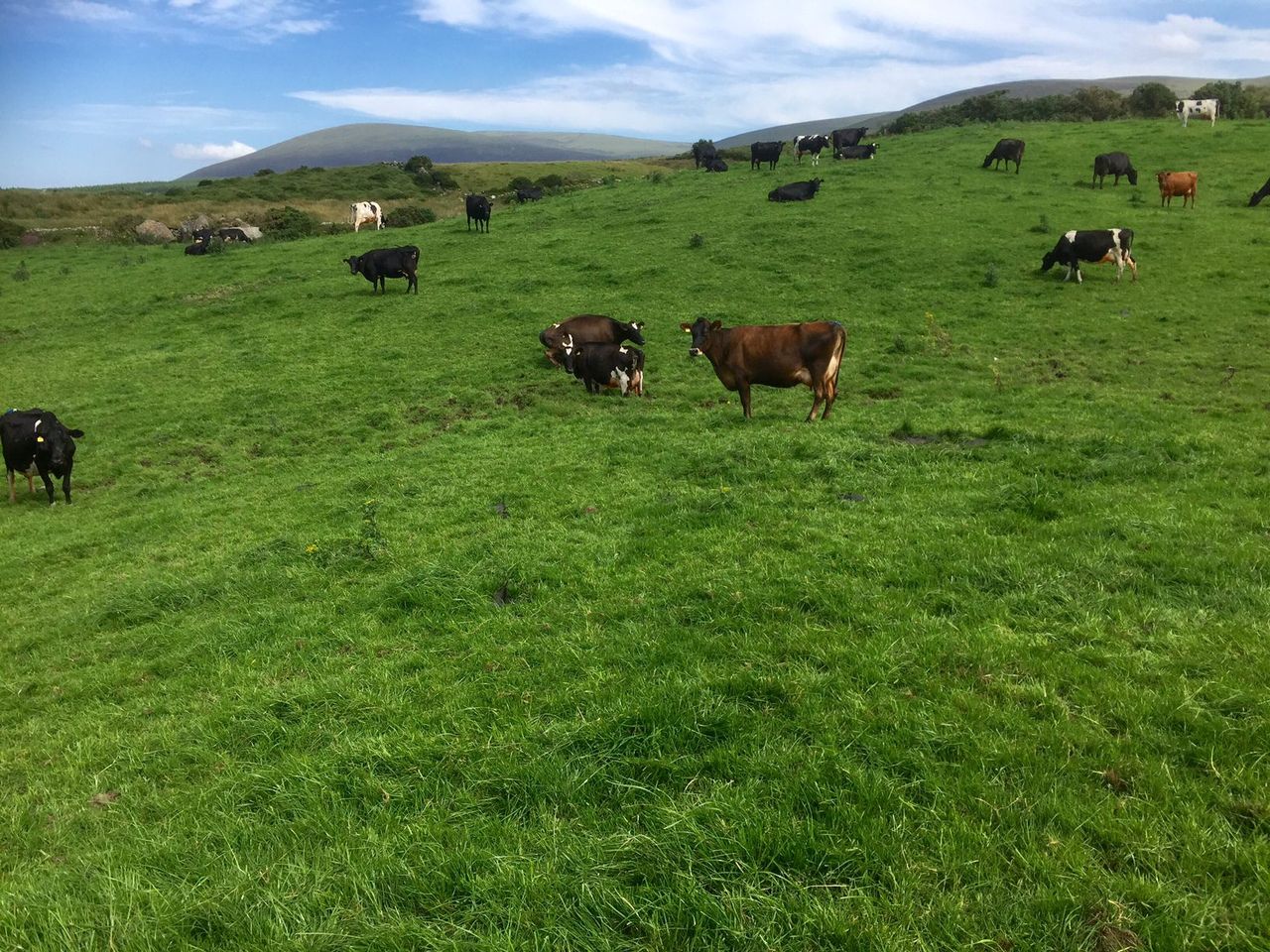 Milk protein percentages dip as grass quality deteriorates