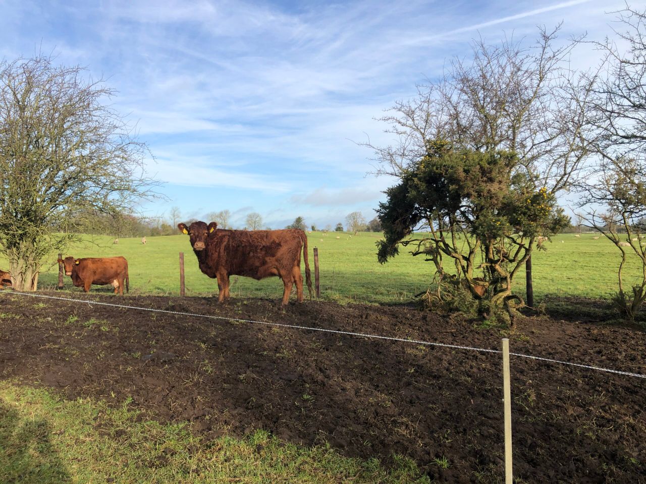 Near fourfold increase in number of Irish Dexter herds