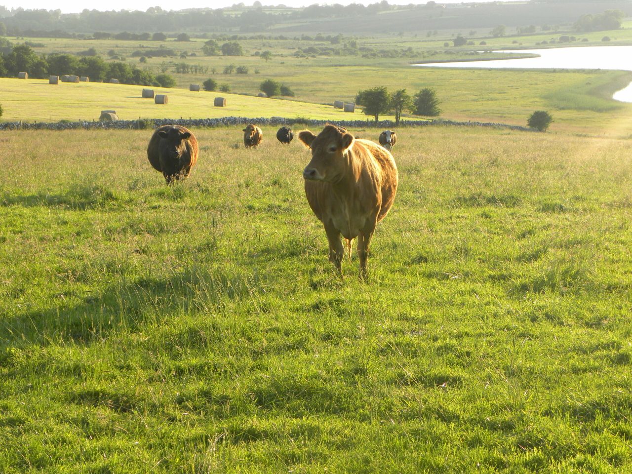 EU Vision for Agriculture to prioritise extensive livestock farming