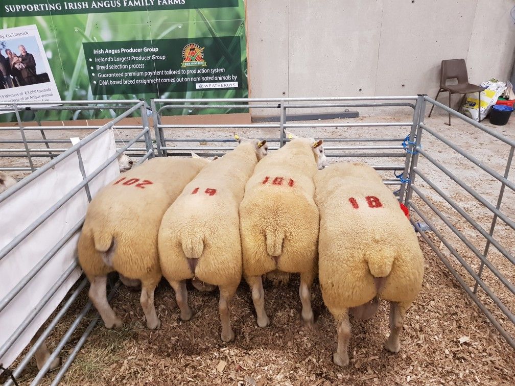 Texel ram comes out on top at the Big Boy Ram Sale