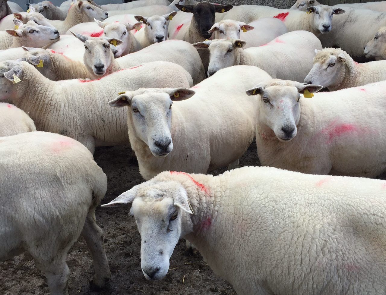 Sheep trade: Number of sheep killed falls dramatically due to beef protests