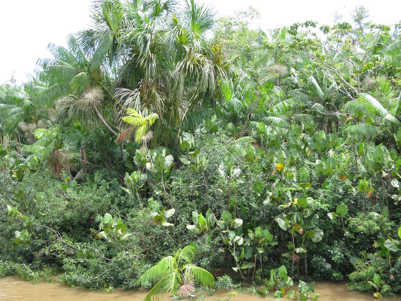 Brazil: Amazon deforestation down by a third in first half of 2023