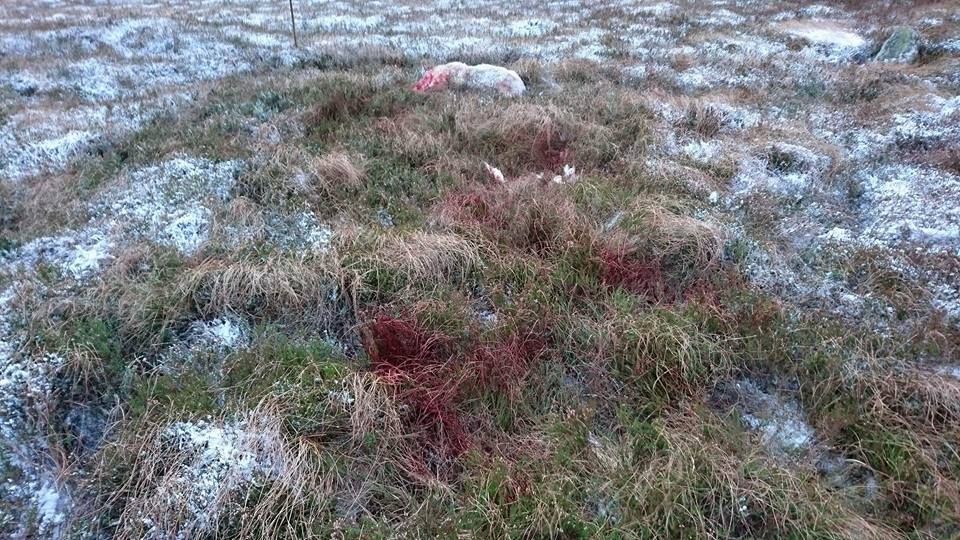 Graphic content: Sheep mauled and killed in the southeast