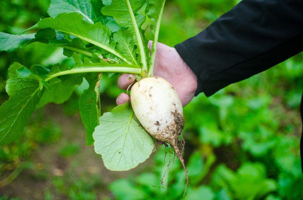 Open days aim to help farmers tackle 'impending fodder crisis'
