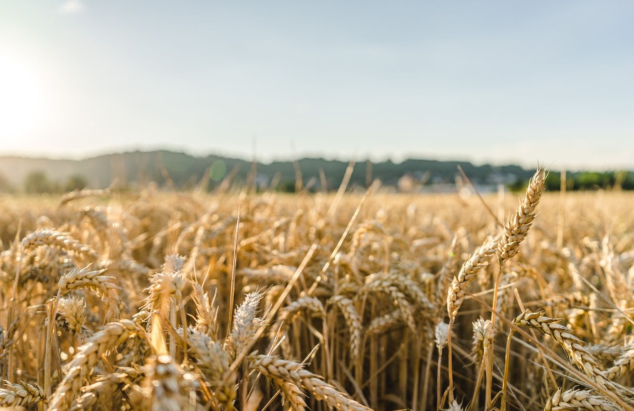 New data shows wheat could lose half its best land by 2100