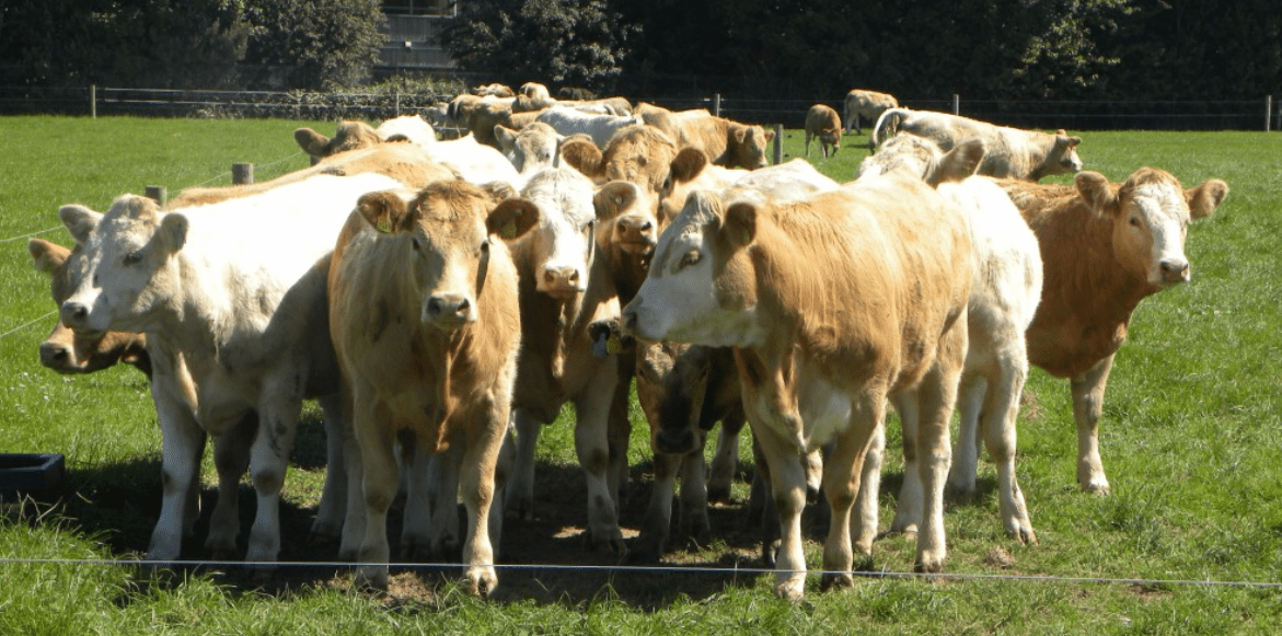 5 reasons why every beef farmer should attend BEEF 2018