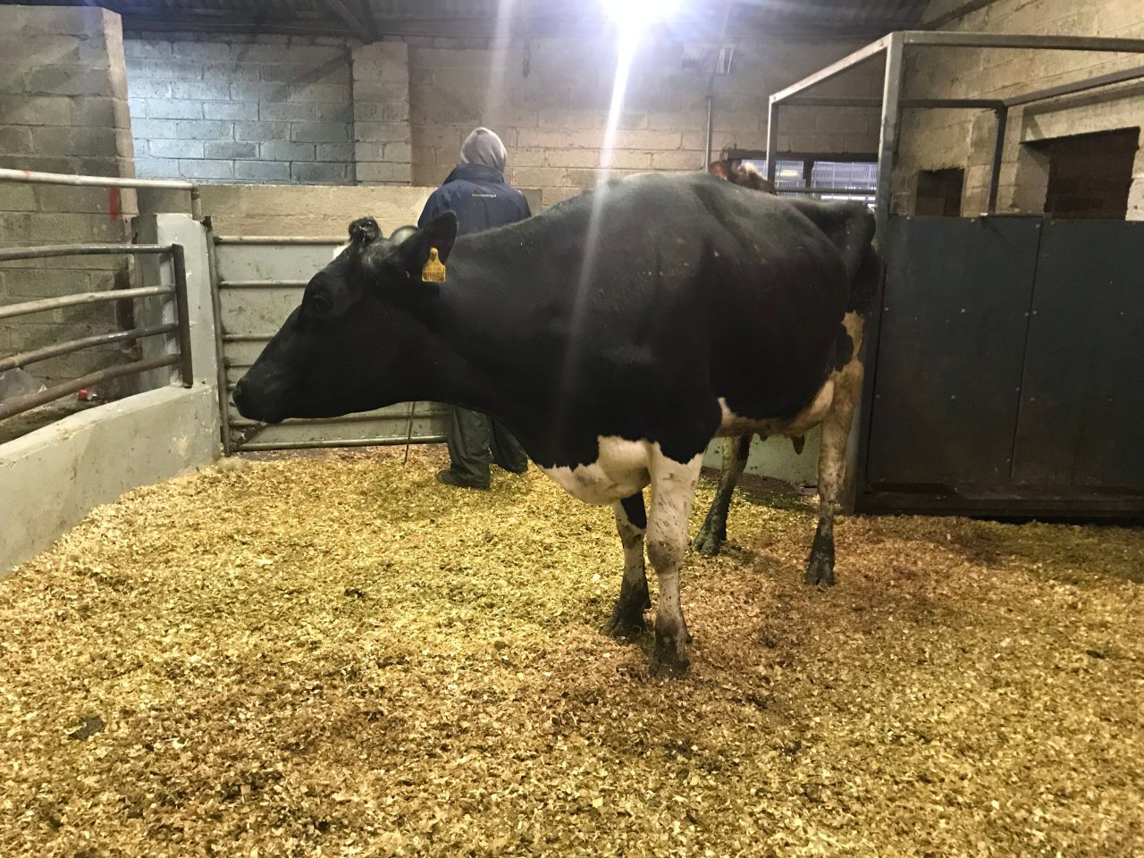 Dairy sales: Strong demand among northern buyers