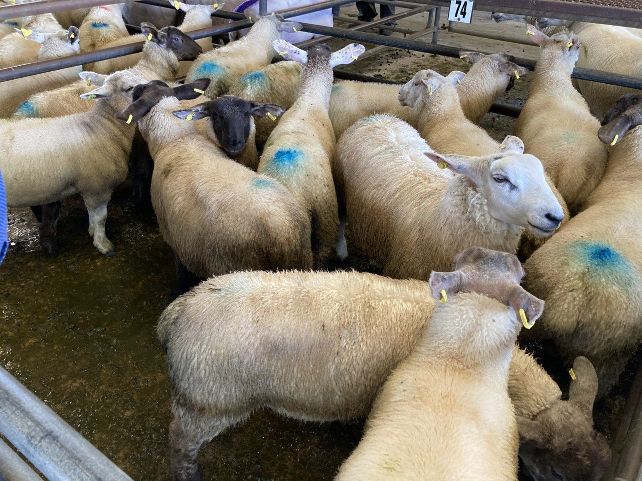 Sheep kill: Throughput for last week falls slightly to tally 62,105 head