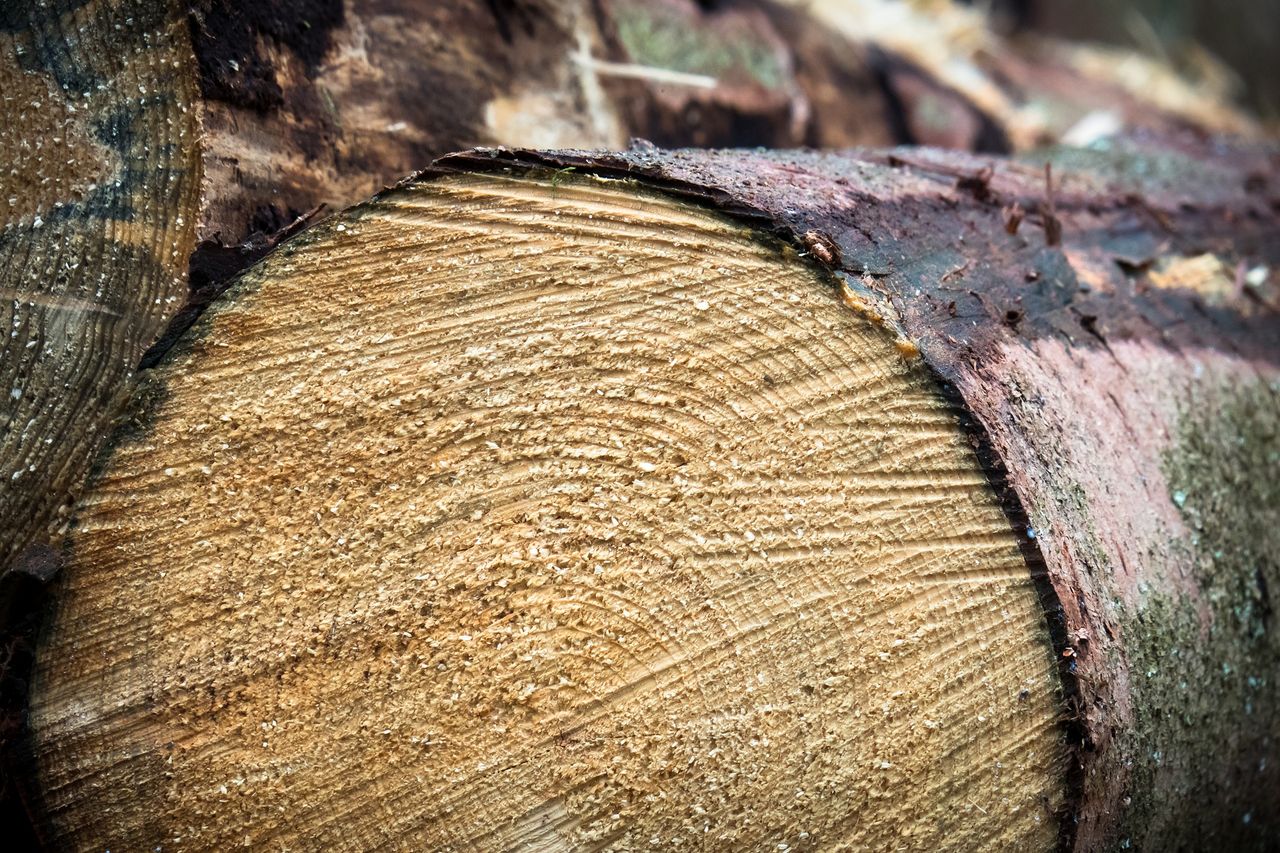 Forestry and timber markets face new challenges over the coming years - report