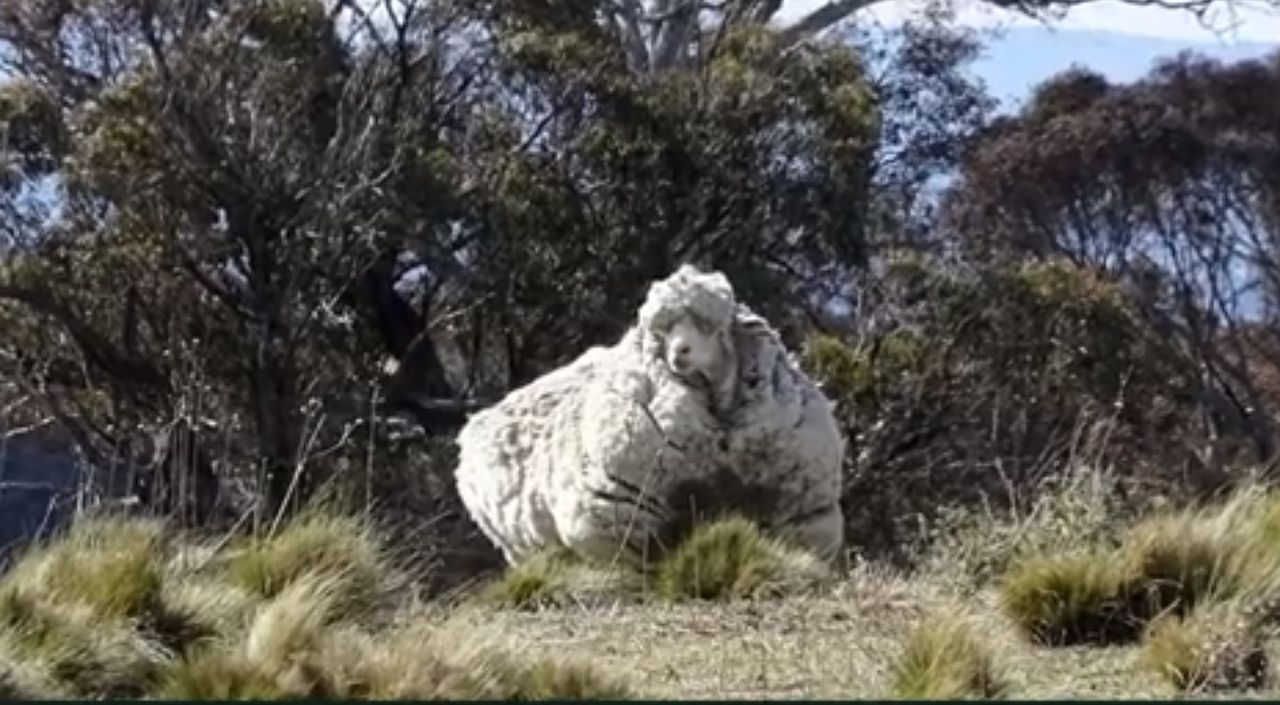 'Chris' the record-breaking sheep dies