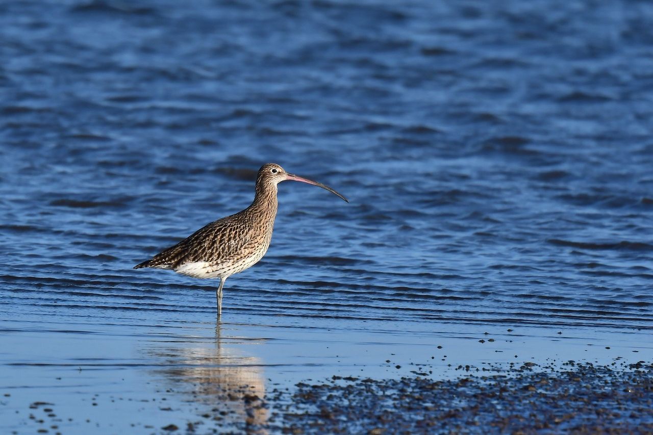 'Huge positive momentum' for curlew conservation in farming community