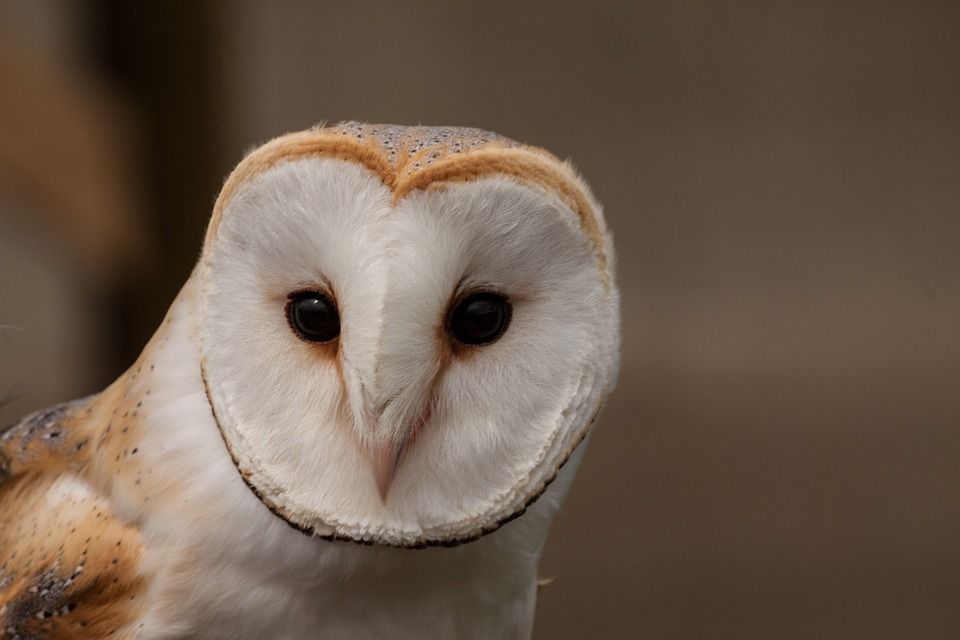 Co. Down farmer celebrates 6 years of housing barn owls