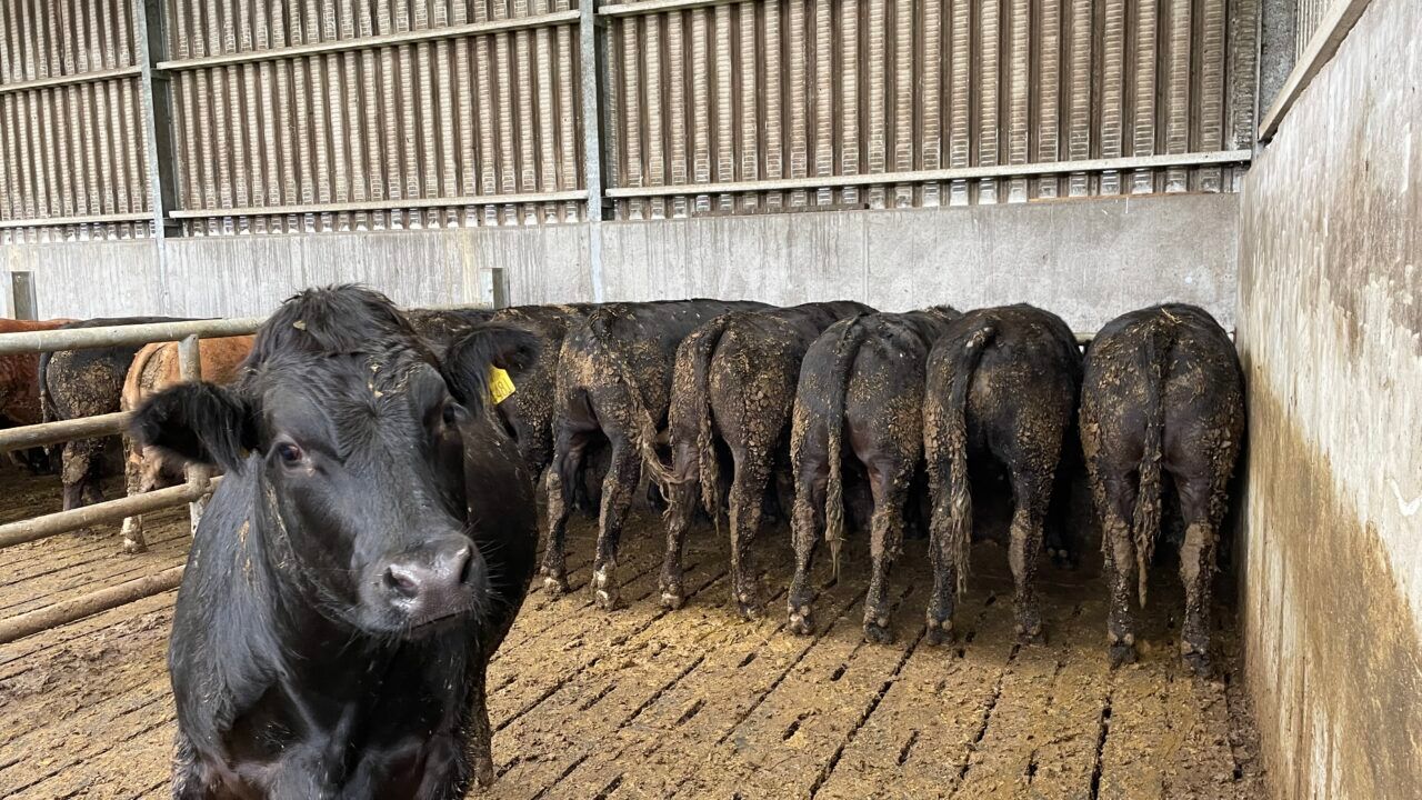 Factory quotes: 5c/kg beef price rises seen at many sites