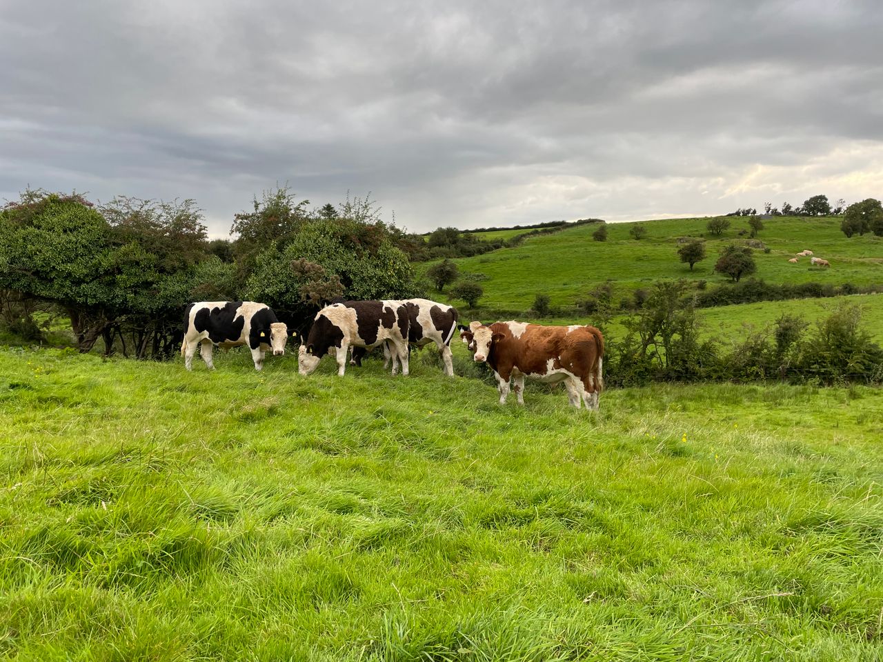 Factory quotes: Beef prices improve again this week
