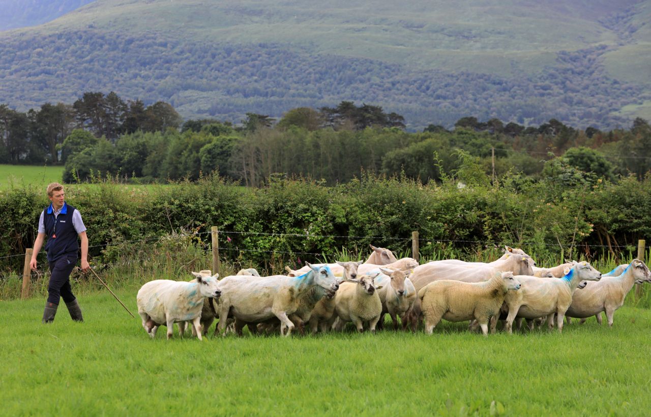 Crowd to be capped at 500 for Irish National Sheepdog Trials in Kerry