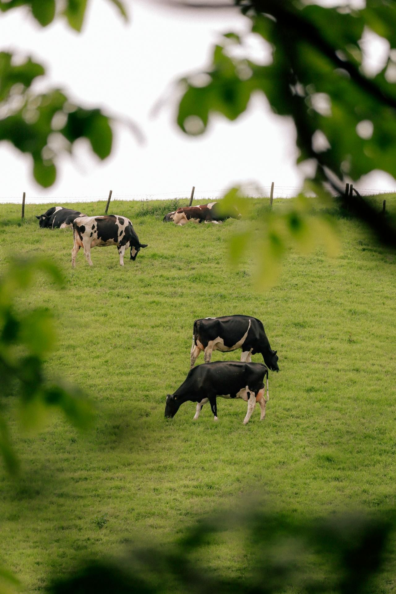 'Derogation underpins our grass-fed model of agriculture' - Mulvihill
