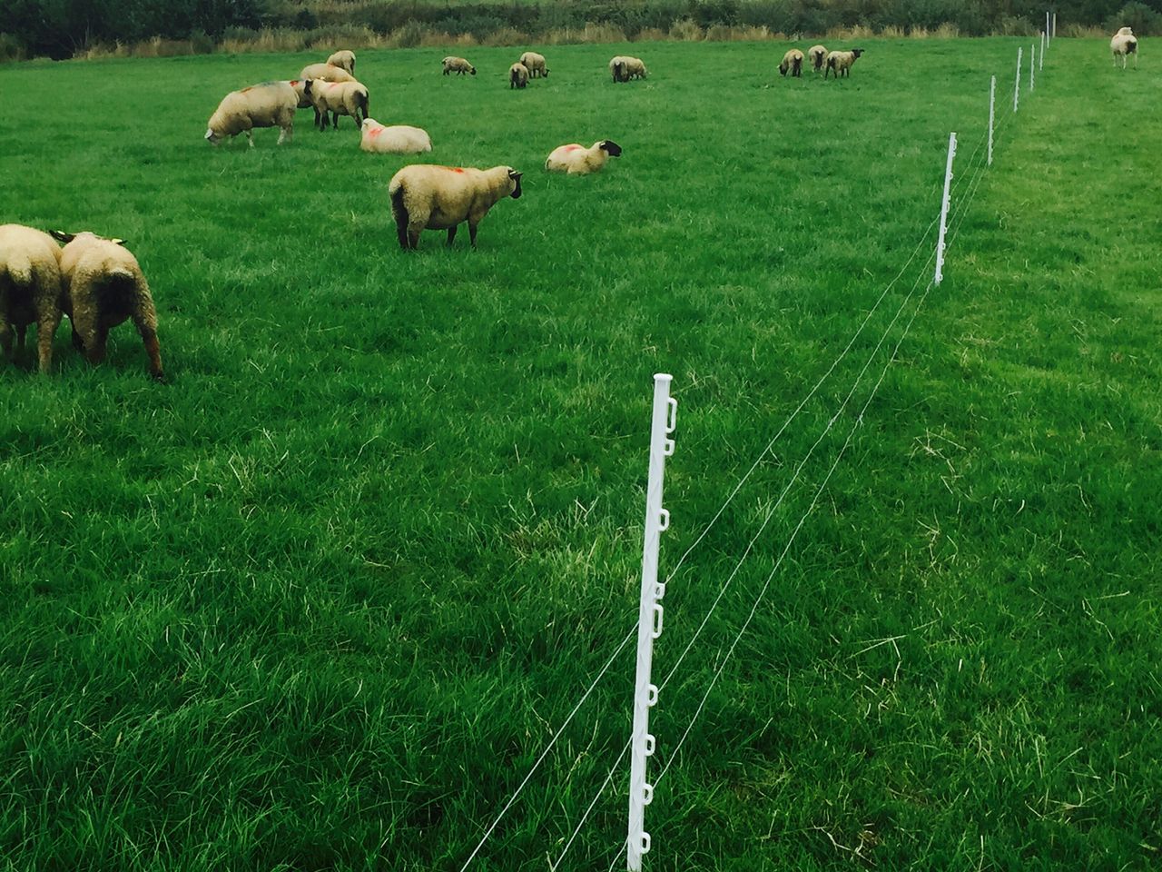 IGA Sheep Conference and Farm Walk set for Thursday
