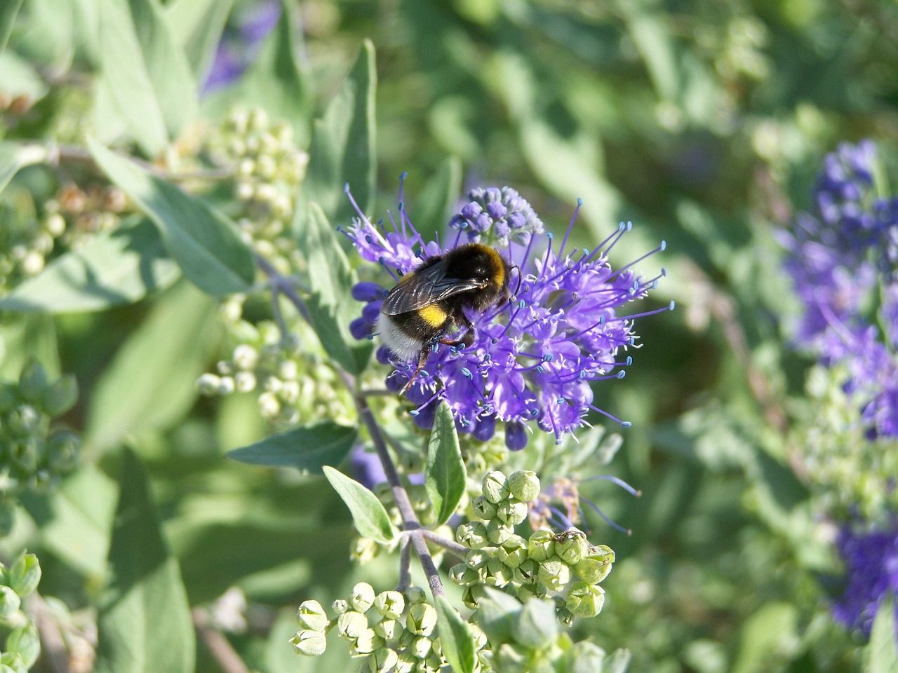 Study: One third of bees threatened with extinction