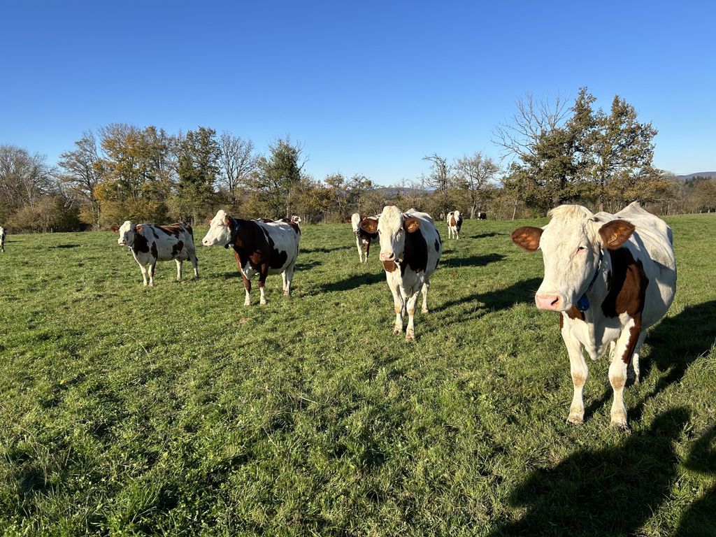 Montbeliarde cows