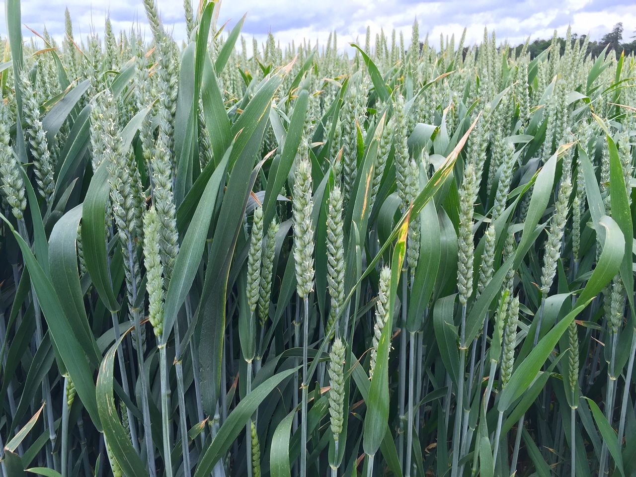Wheat production to again outstrip use as dairy prices set to remain weak