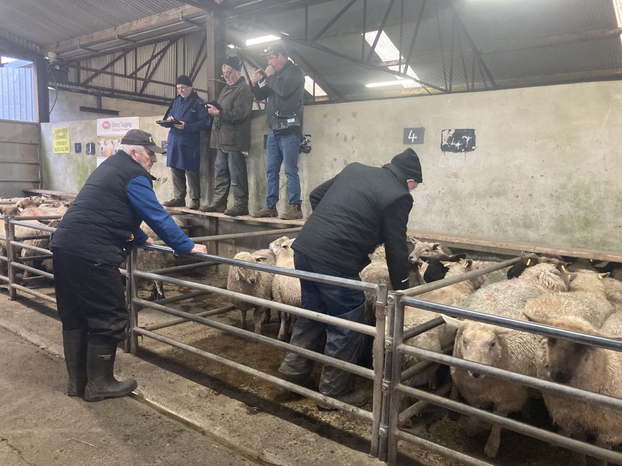 Pics and prices: Cull ewe prices reach €220/head at Ballinasloe Mart