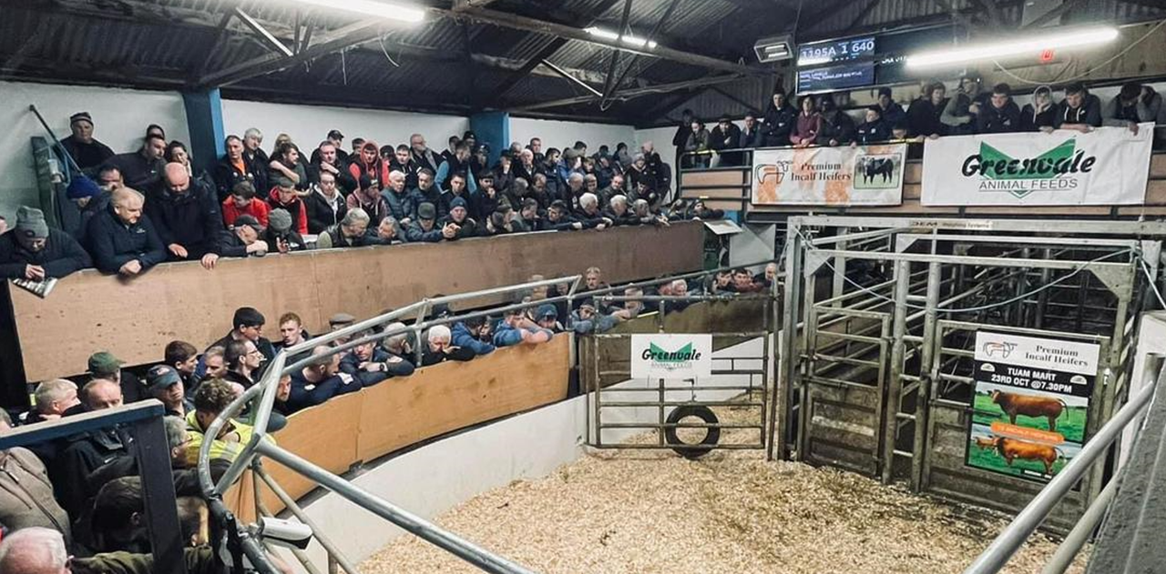 Top price of €6,100 at special in-calf suckler sale in Tuam