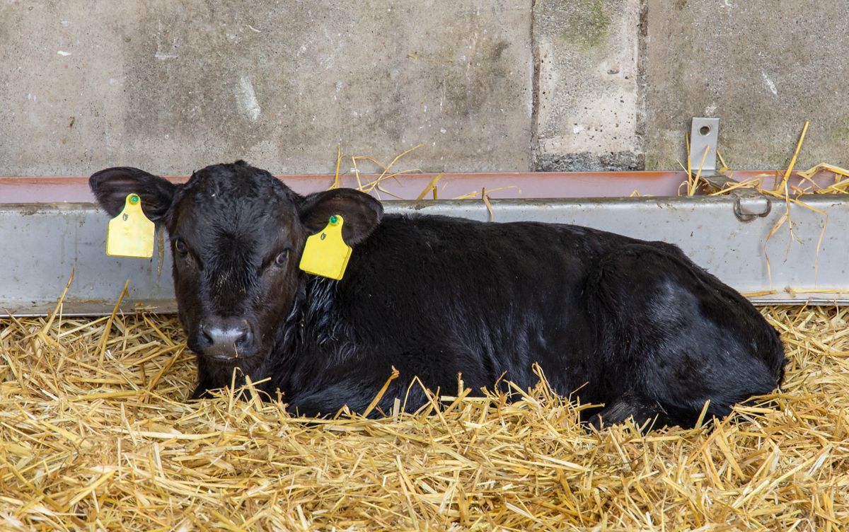 Number of calves born in 2021 up by over 40,000