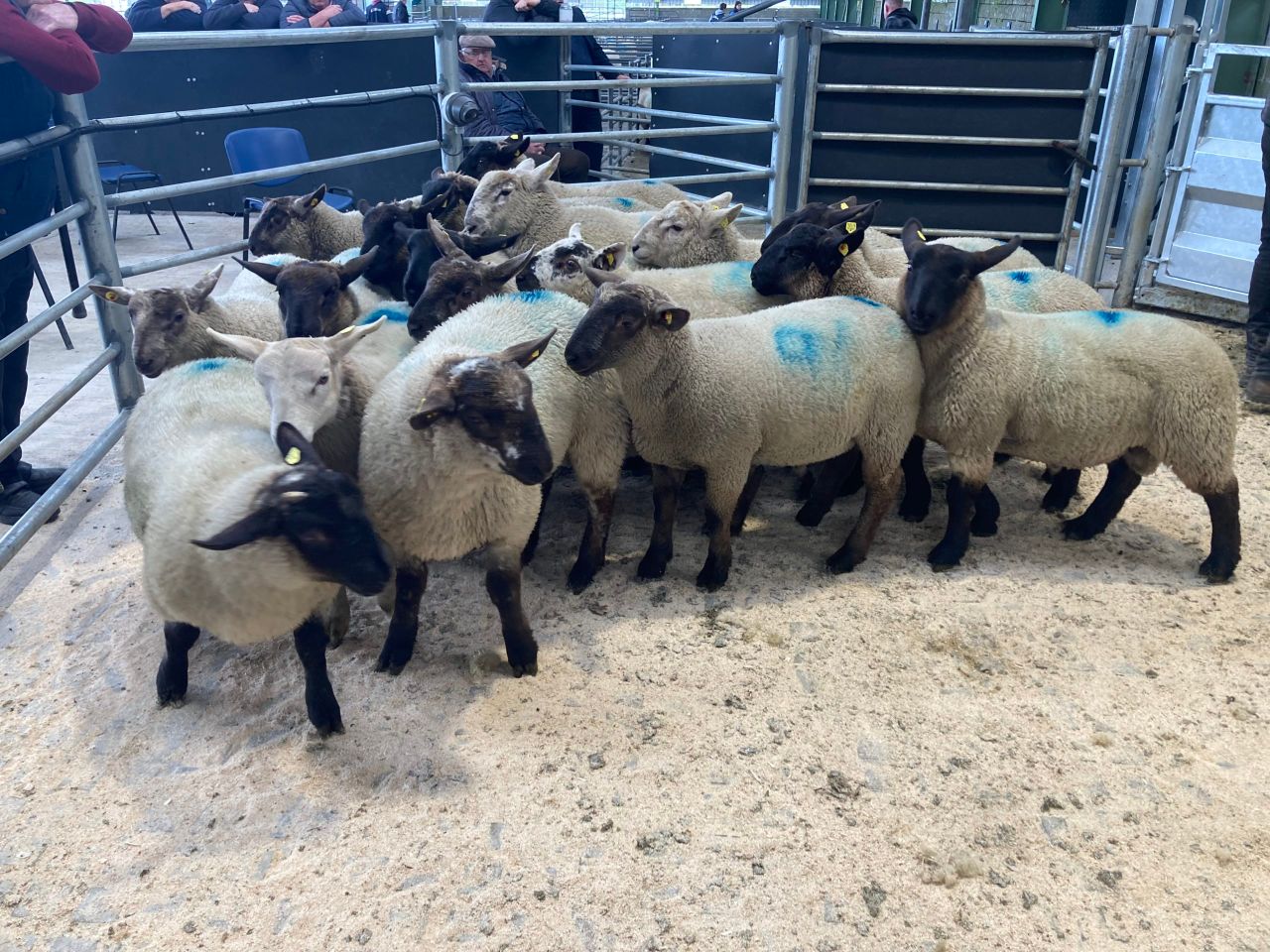 'Lambs in the marts making the equivalent of €8.50-8.60/kg'