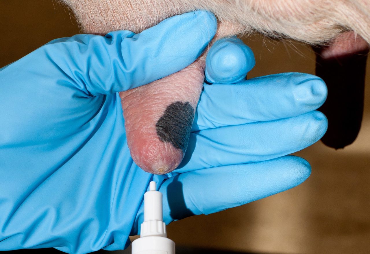 Over 30 dry cow syringes discovered along Cork roadside