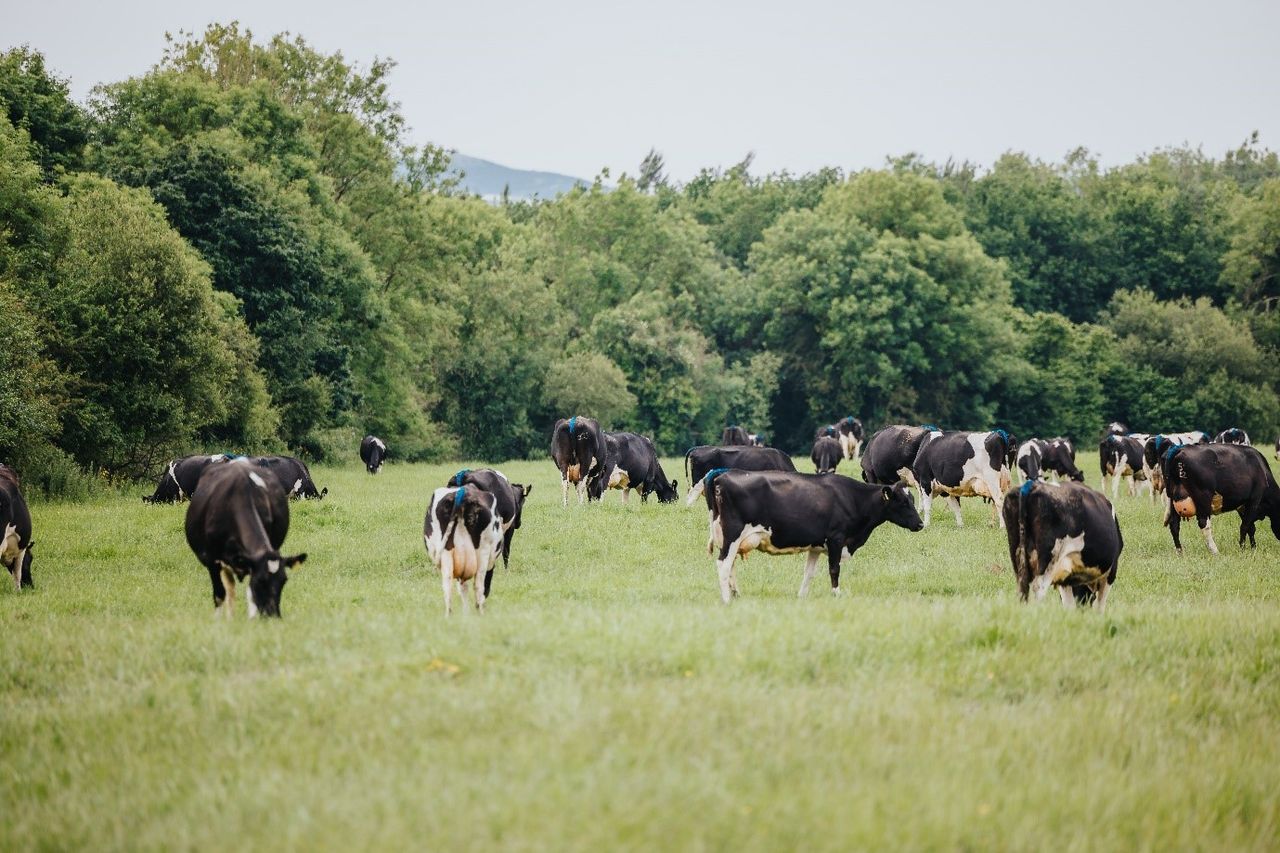IHFA Farmer Focus Series: Farming for the greater good