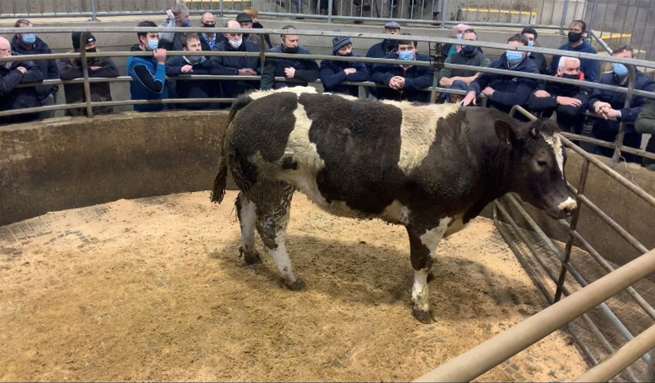 Video: Bullock hits €3,000 at Carnew Mart Show and Sale