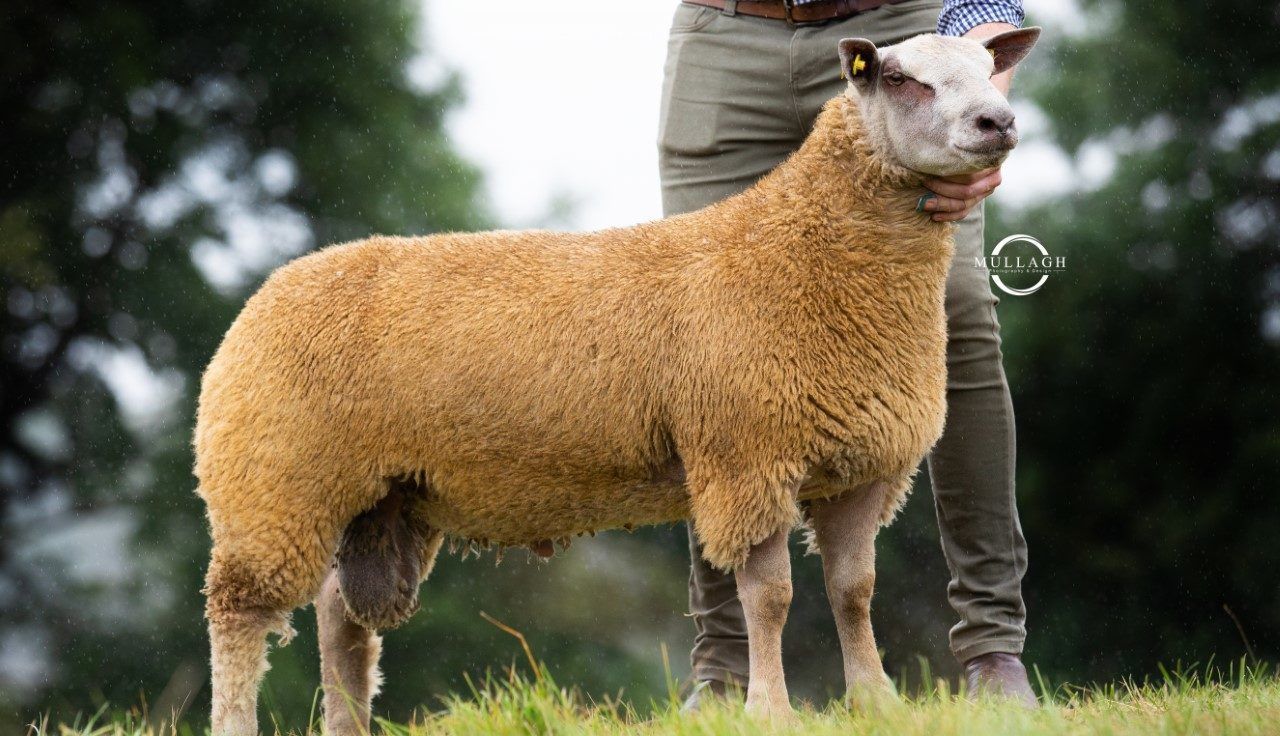Irish Charollais Sheep Society's premier sale hits €8,000