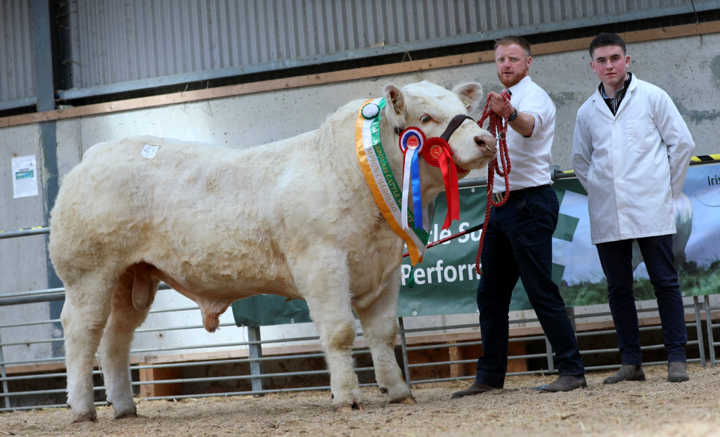 Senior Champion Dhuish Voltage