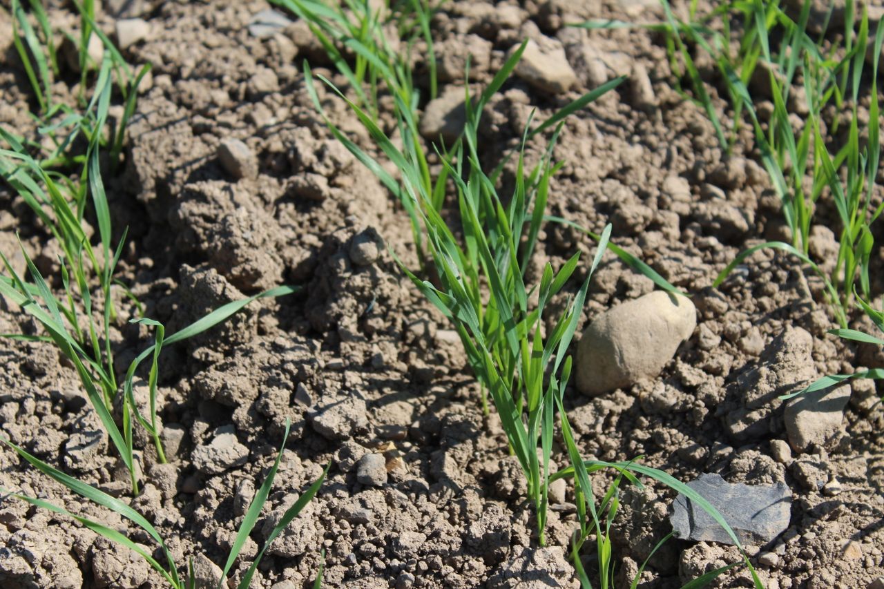 Tillage: Sowing of spring crops almost complete
