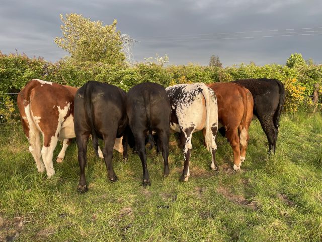 Beef Project BEEF2026 – meet researchers and hear about ongoing beef projects ...