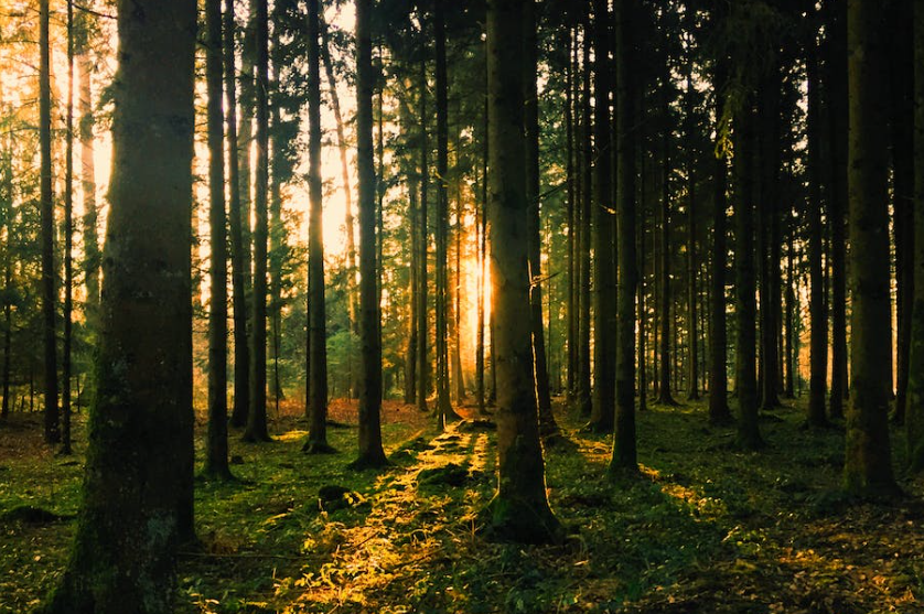 Nearly 700 forestry road licences issued in Ireland