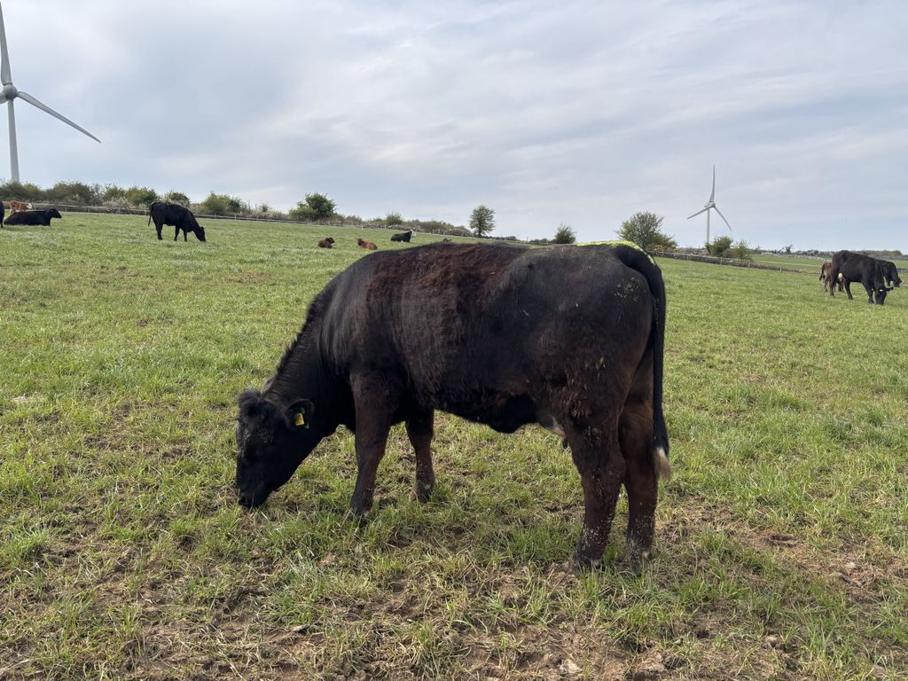 Typical cow type on the farm