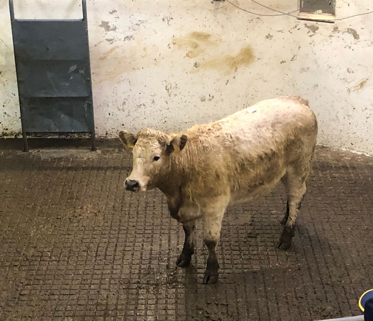 Pics and prices: Quality continental stores on offer at Granard Mart