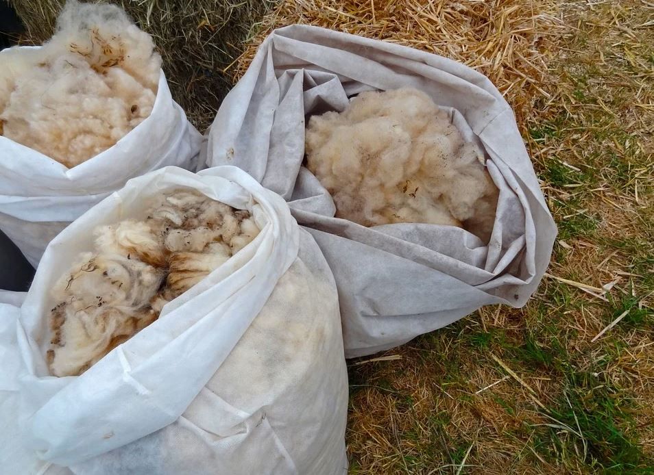 'Wool is not waste' - EU urged to remove barriers to value
