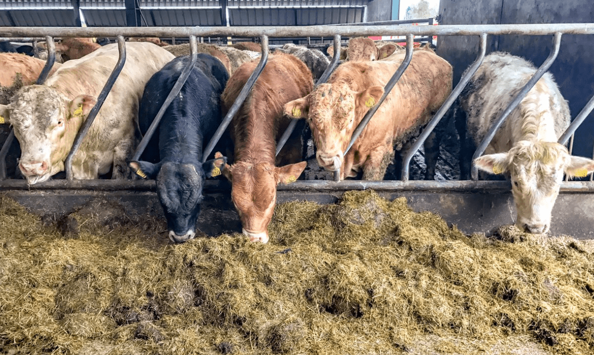 Prospects for Irish beef in Asian protein demand - Bord Bia CEO