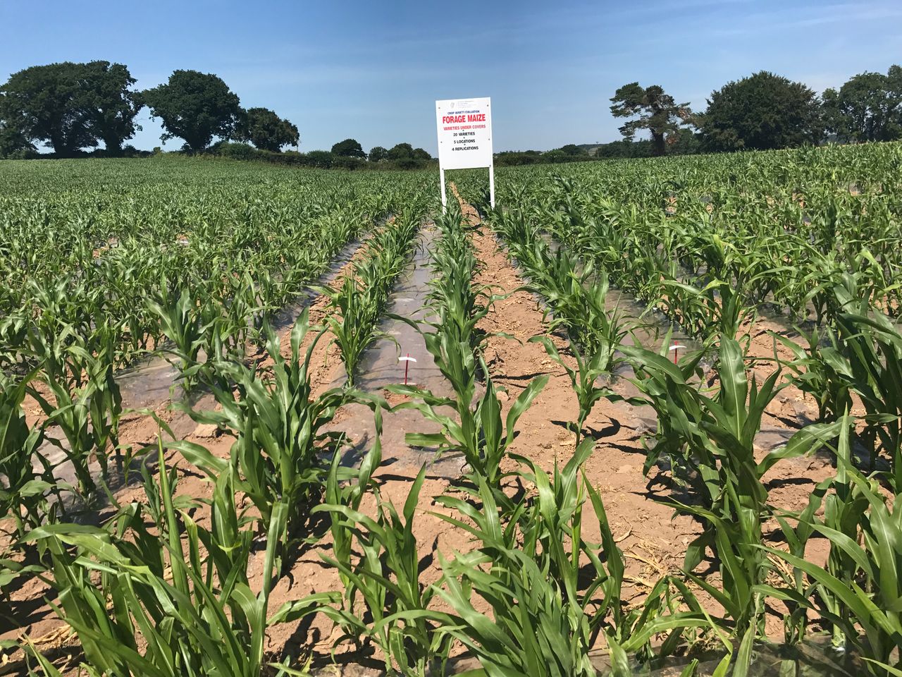 Meeting the nutritional needs of a growing maize crop
