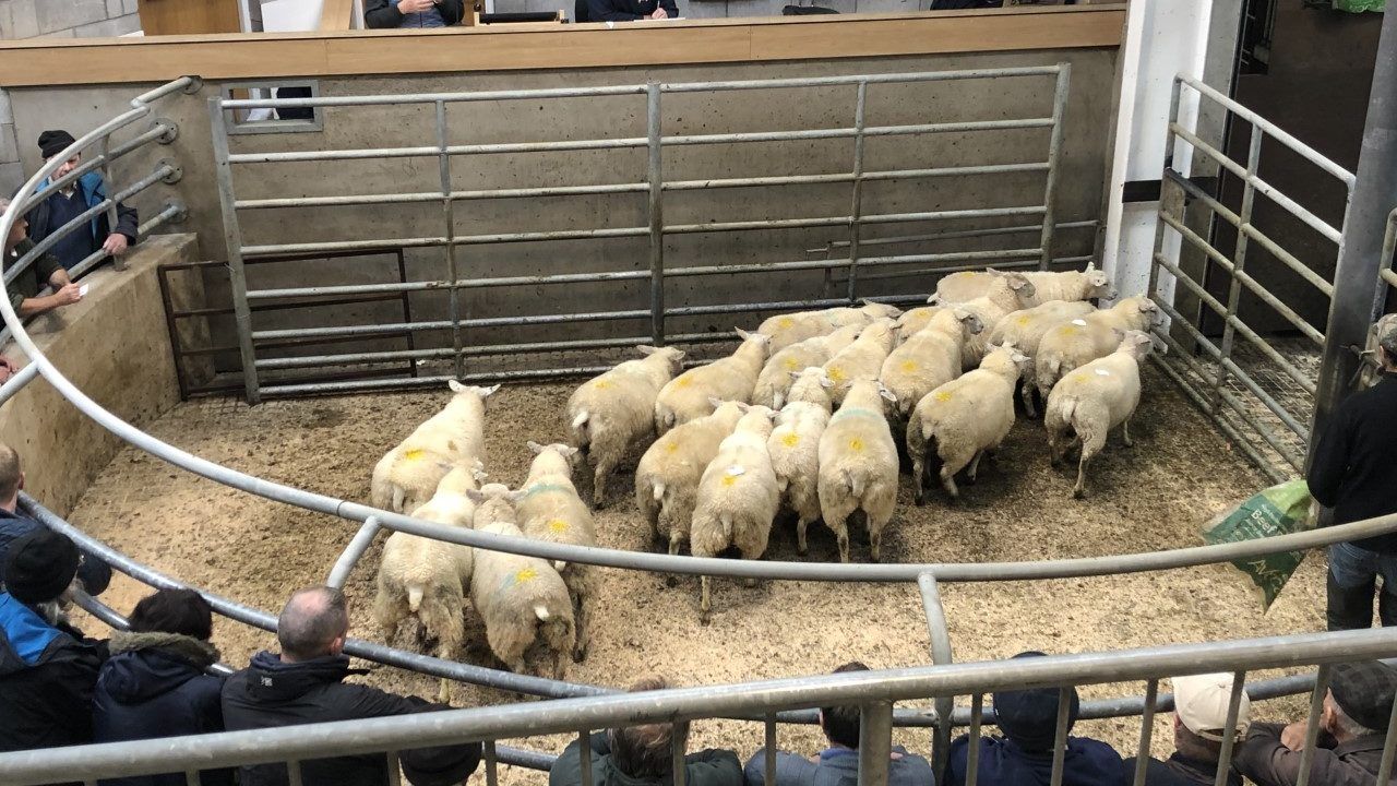 Solid trade at Carnew Mart's biggest sale of sheep